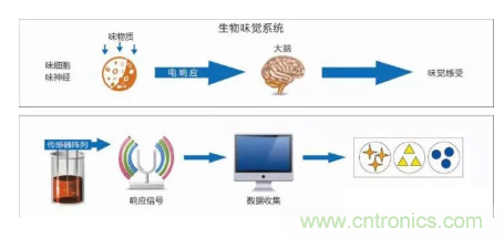 仿生傳感器的定義、原理、分類及應(yīng)用