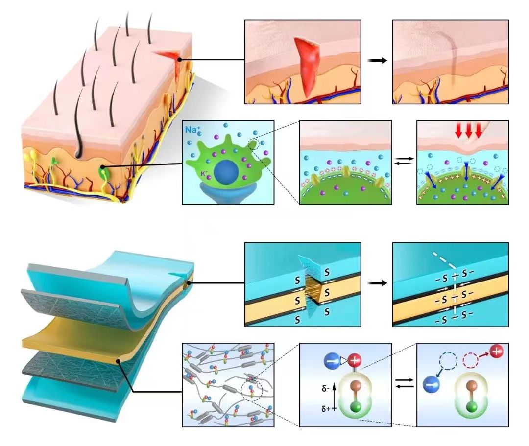 模擬人體離子傳輸機(jī)制 仿生皮膚可進(jìn)行自我愈合